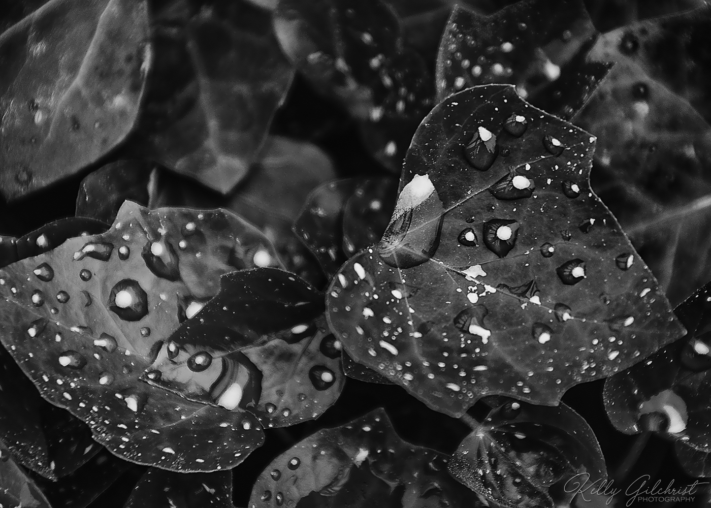 After the Rain 1