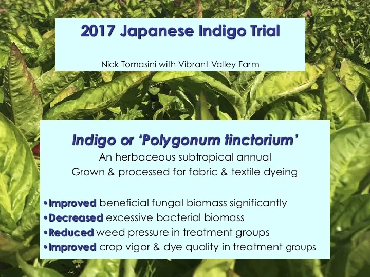 Humankind_Japanese-Indigo-Soil-Trial_pg1.jpg