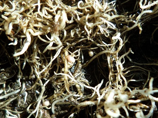Root nodules on the roots of Trifolium repens (White Clover). The pink colour is leghaemoglobin and the bacteria within are Rhizobium species. By Rosser1954 - Own work, CC BY-SA 4.0, https://commons.wikimedia.org/w/index.php?curid=39603602