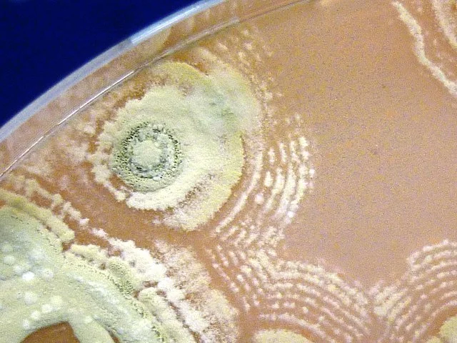Colony of Streptomyces sp. myrophorea growing on soyflour mannitol agar. CC BY-SA 4.0, https://commons.wikimedia.org/w/index.php?curid=73565336