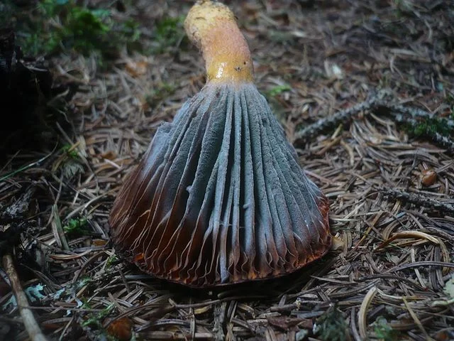 Penicillium expansum found on a mushroom. CC BY-SA 3.0, https://commons.wikimedia.org/w/index.php?curid=53930393