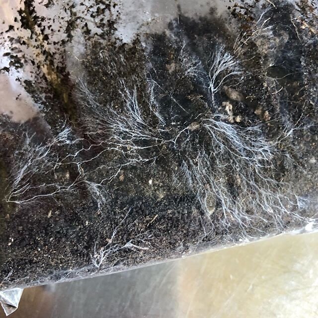 Three week old sample from a current project trying to phone home 📡 👽 
let&rsquo;s get you back to the garden 👨🏼&zwj;🚀 #stardust #1000yearoldcarbon #saprophytic #mycelium #fungi #savethesoil 🌍