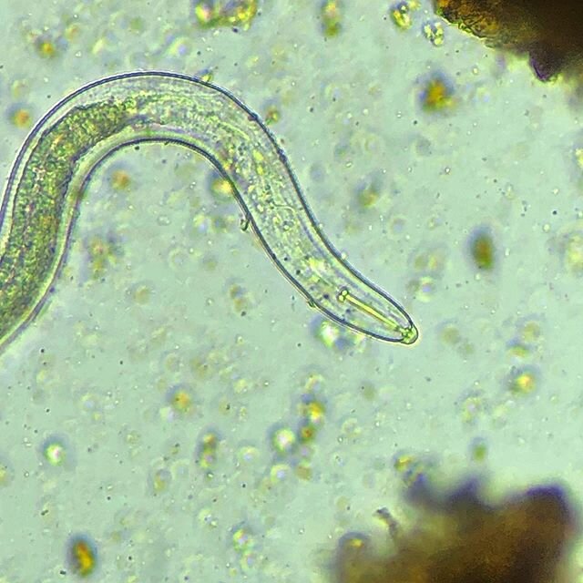Recently I came across several Hoplolaimus spp. Lance nematodes in soil. This genre of root-feeding nematode can be either be ecto-, endo- or semi-endoparasitic. Meaning they can be migratory in their parasitism, creating lesions along the root surfa