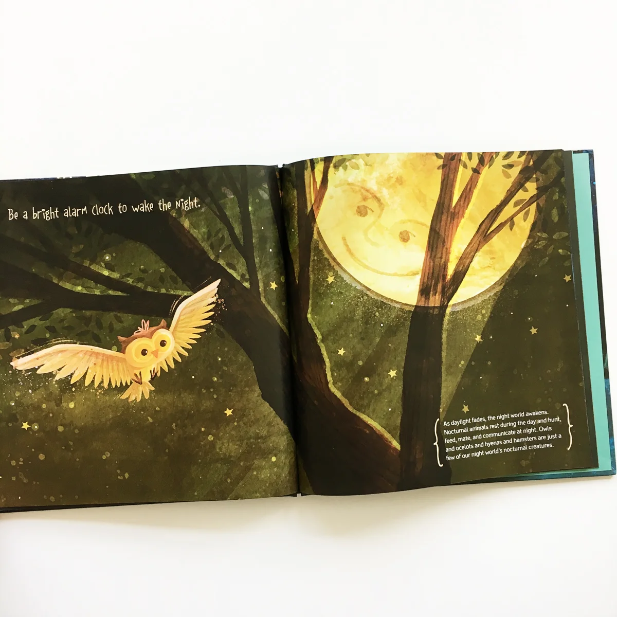 If You Were the Moon | Avery and Augustine