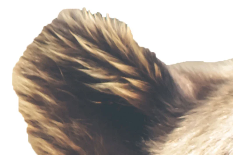 unedited-low-poly-bear-5.jpg