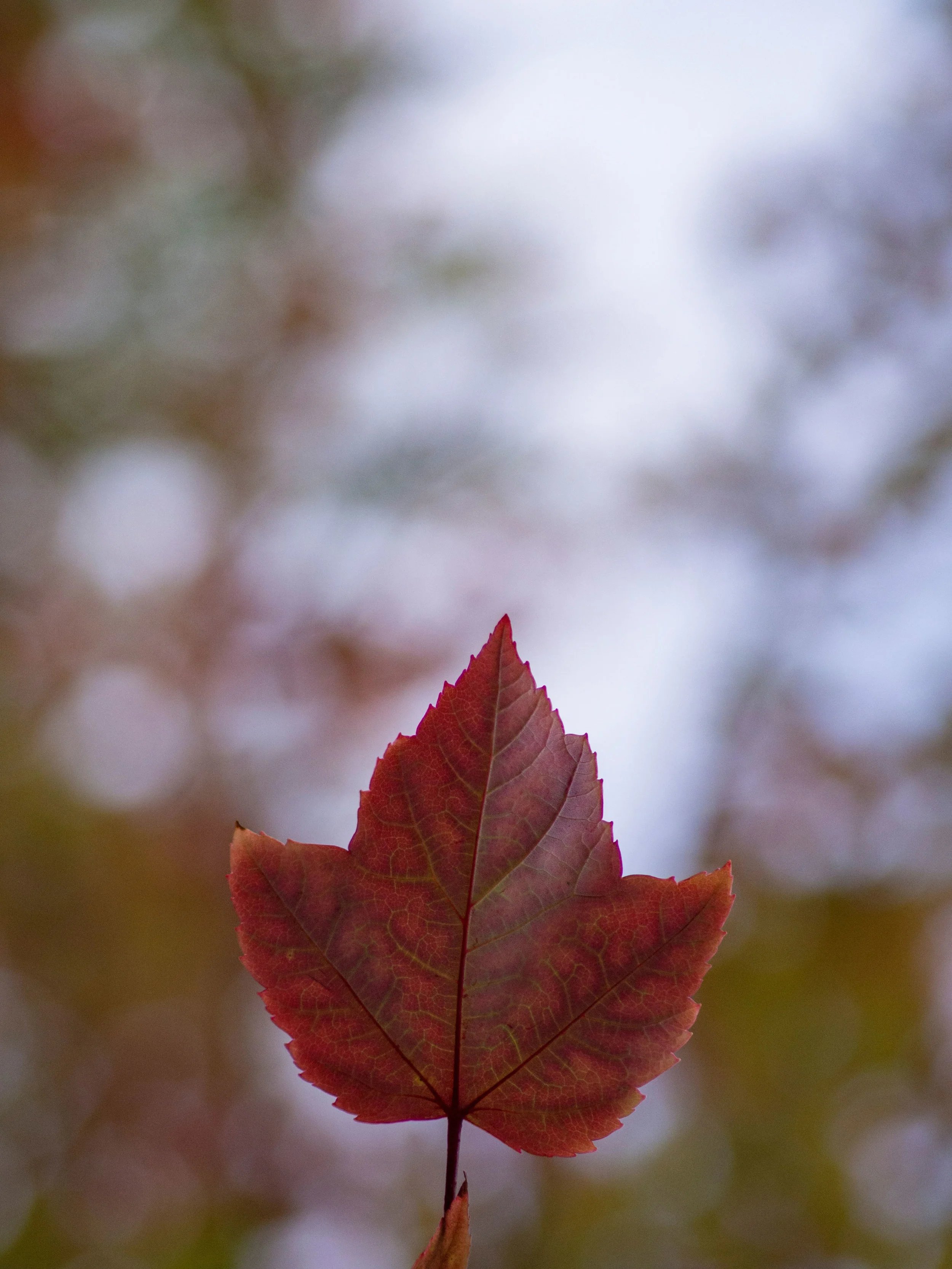 leaf-photo.jpg