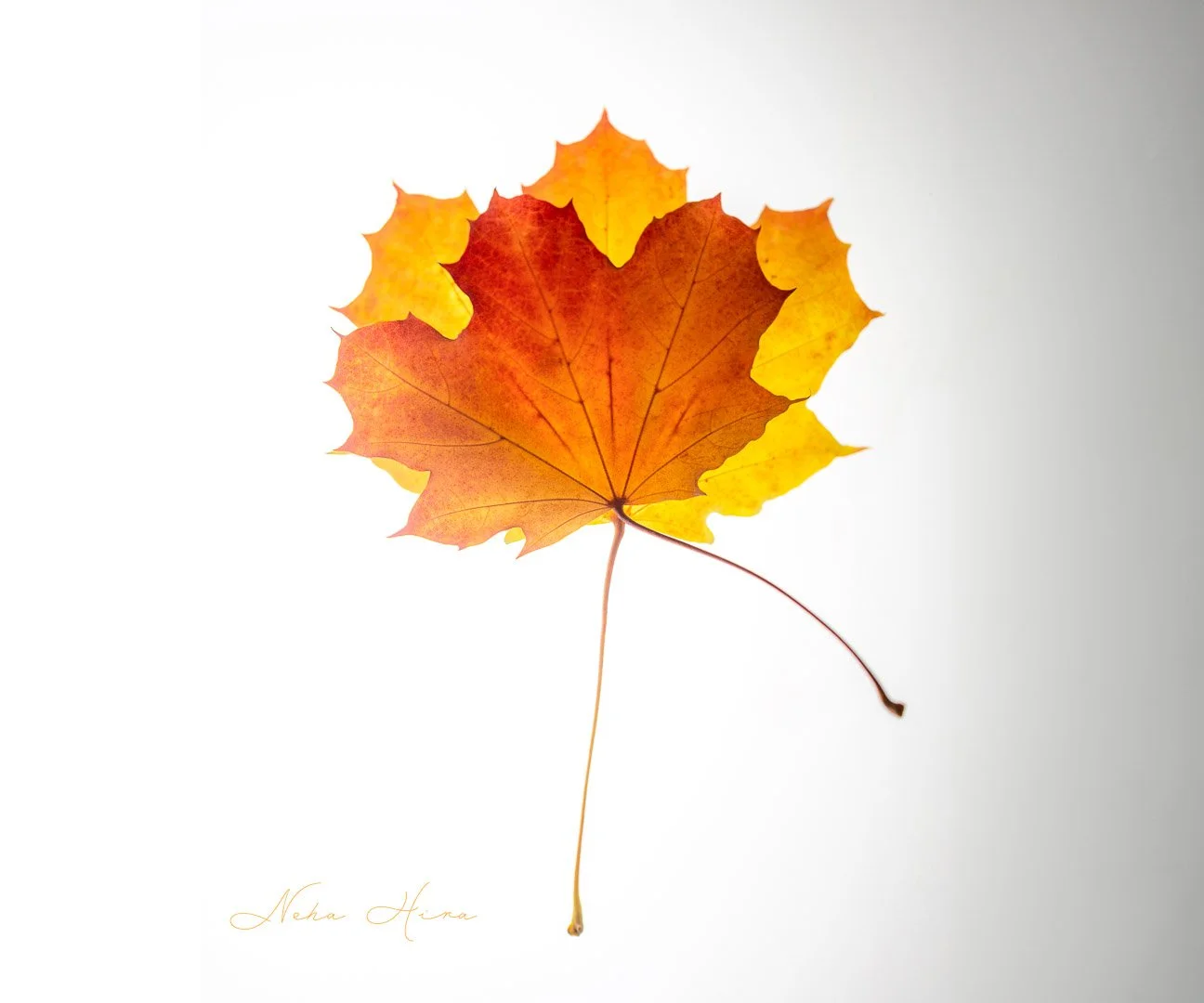 Autumn_01--15.jpg