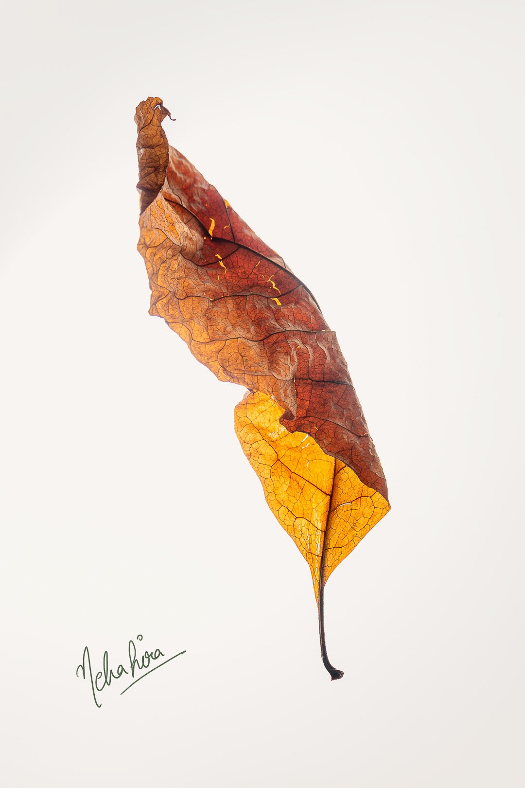 Autumn_01--4.jpg
