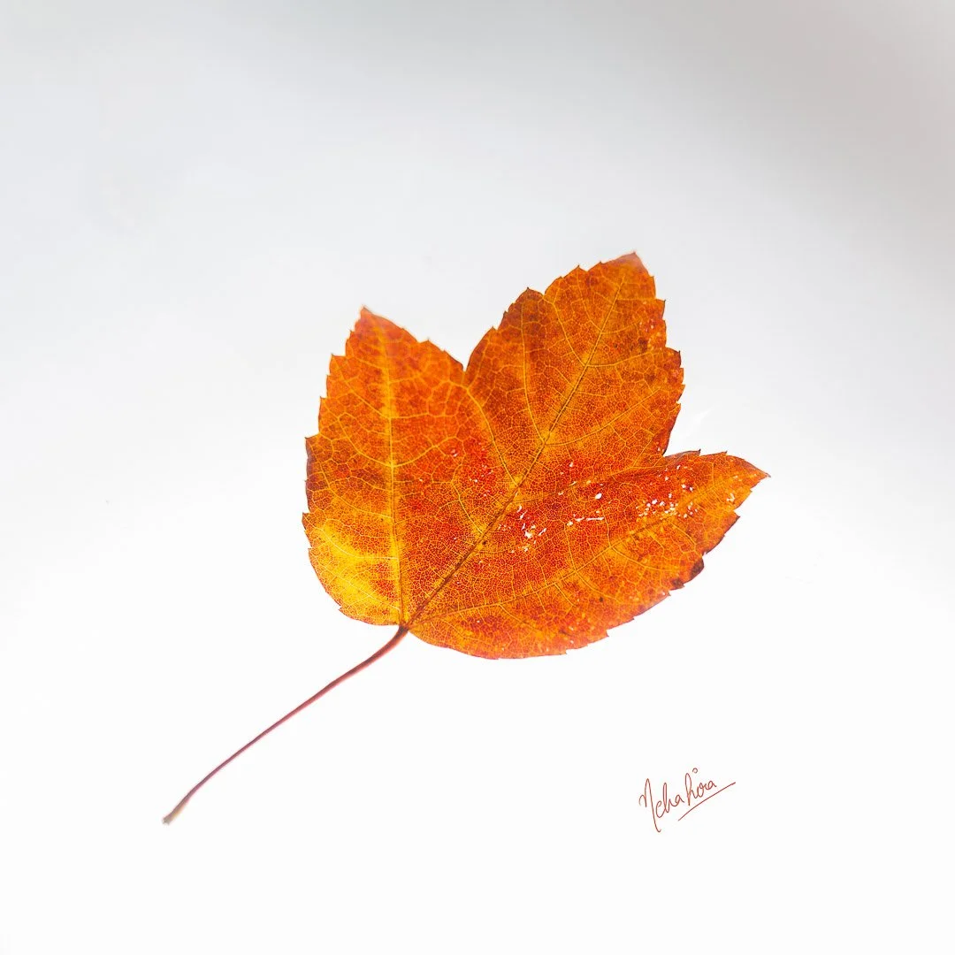 Autumn_01--10.jpg