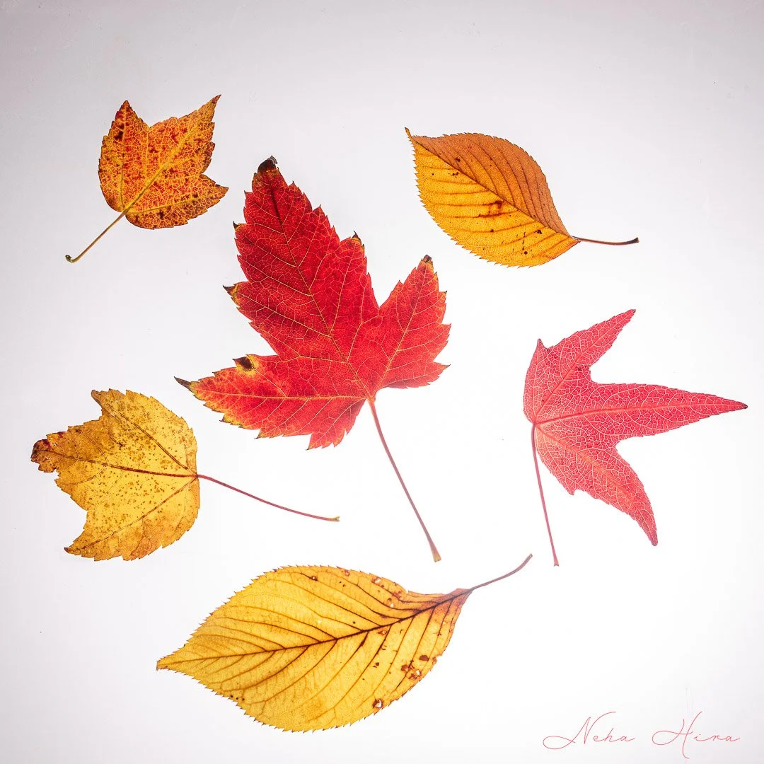 Autumn_01--14.jpg
