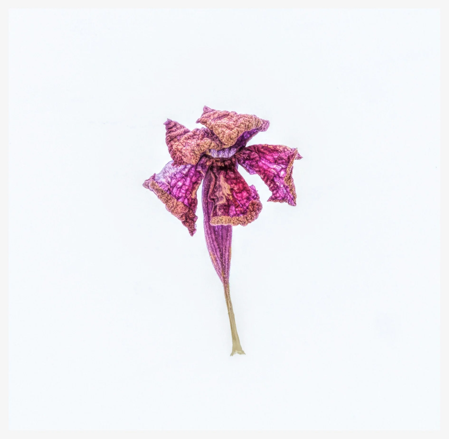 PinkFlower.jpg