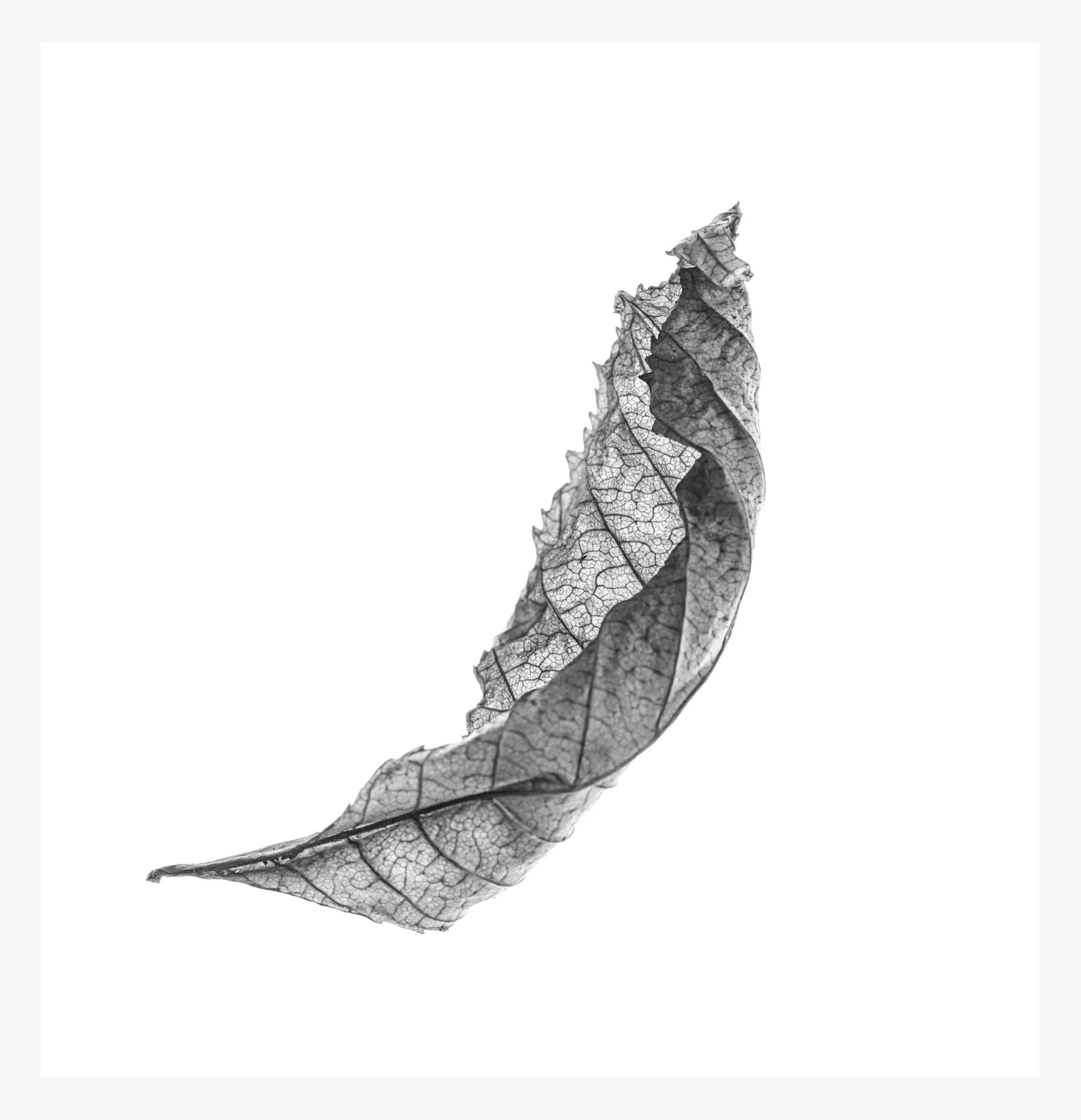 leaf.jpg