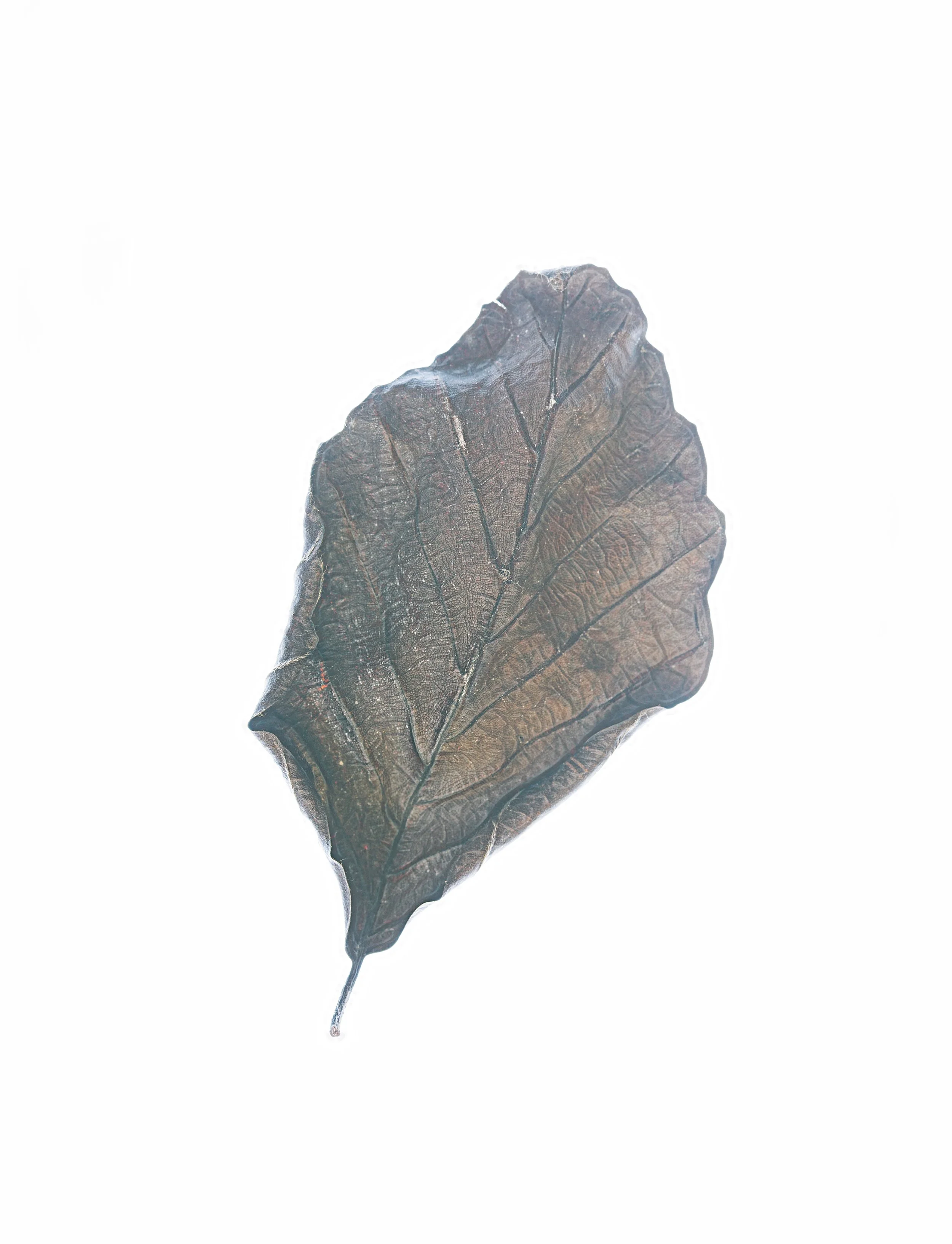 Nature's art.jpg