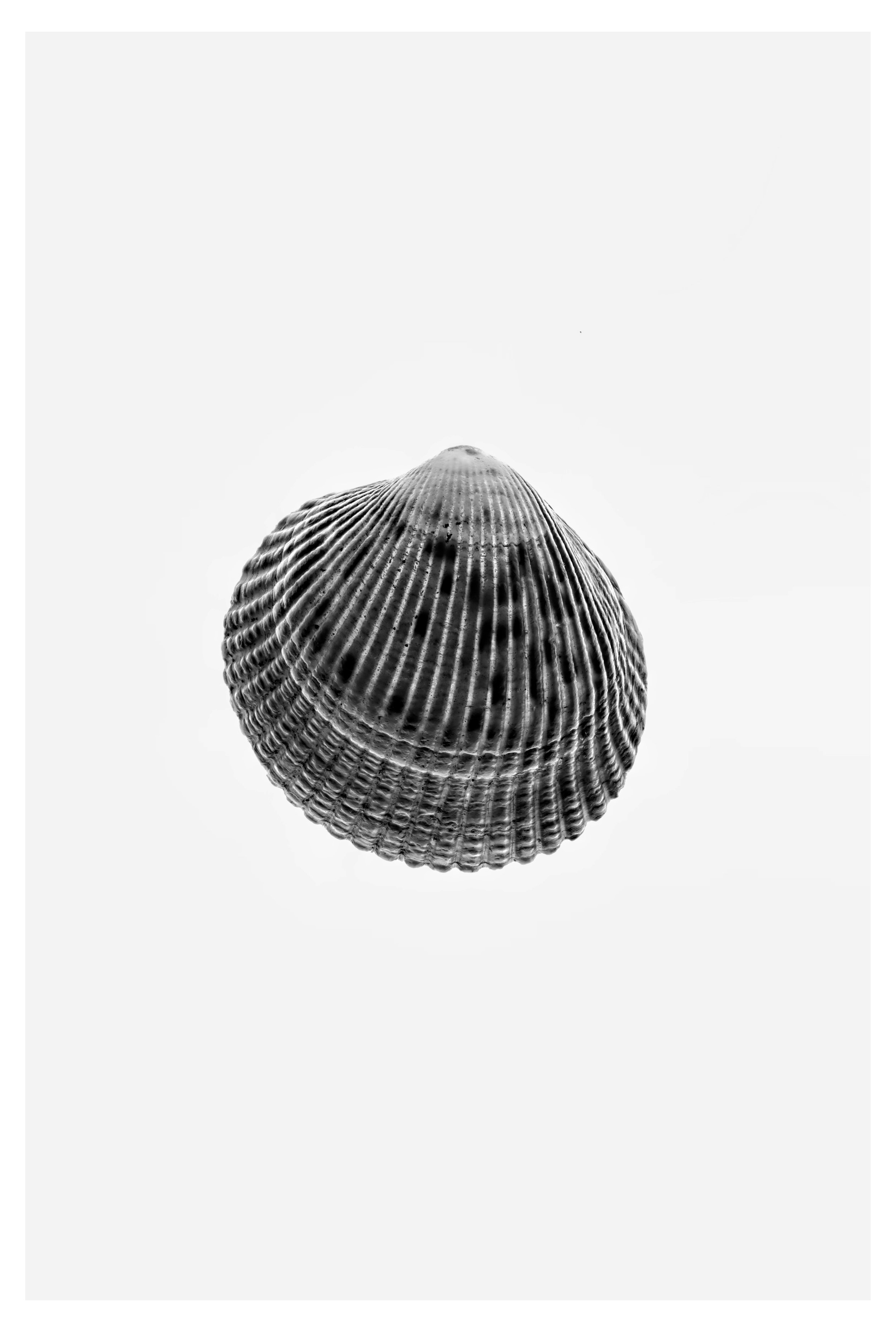 Shell.jpg