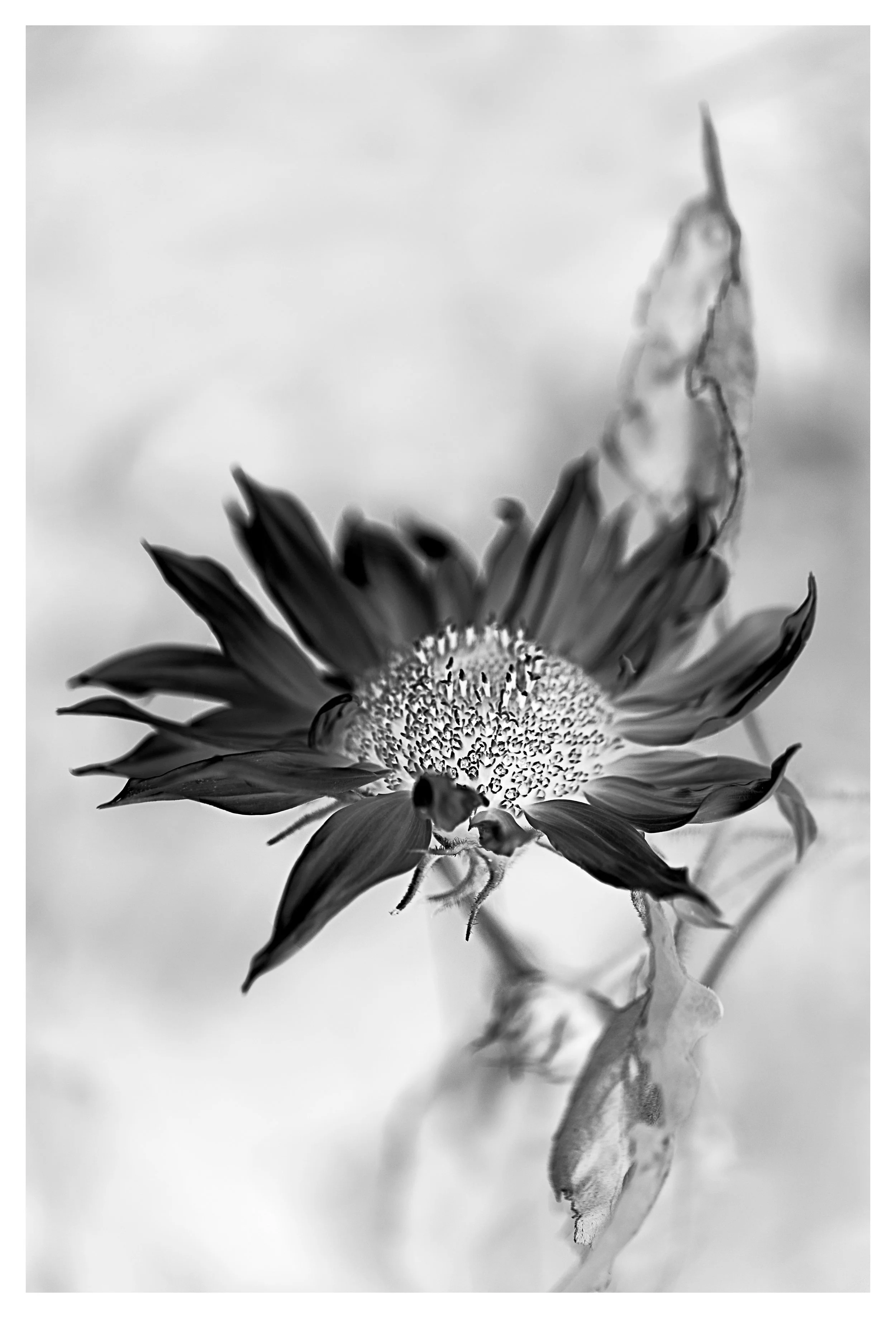 Soft Persistence