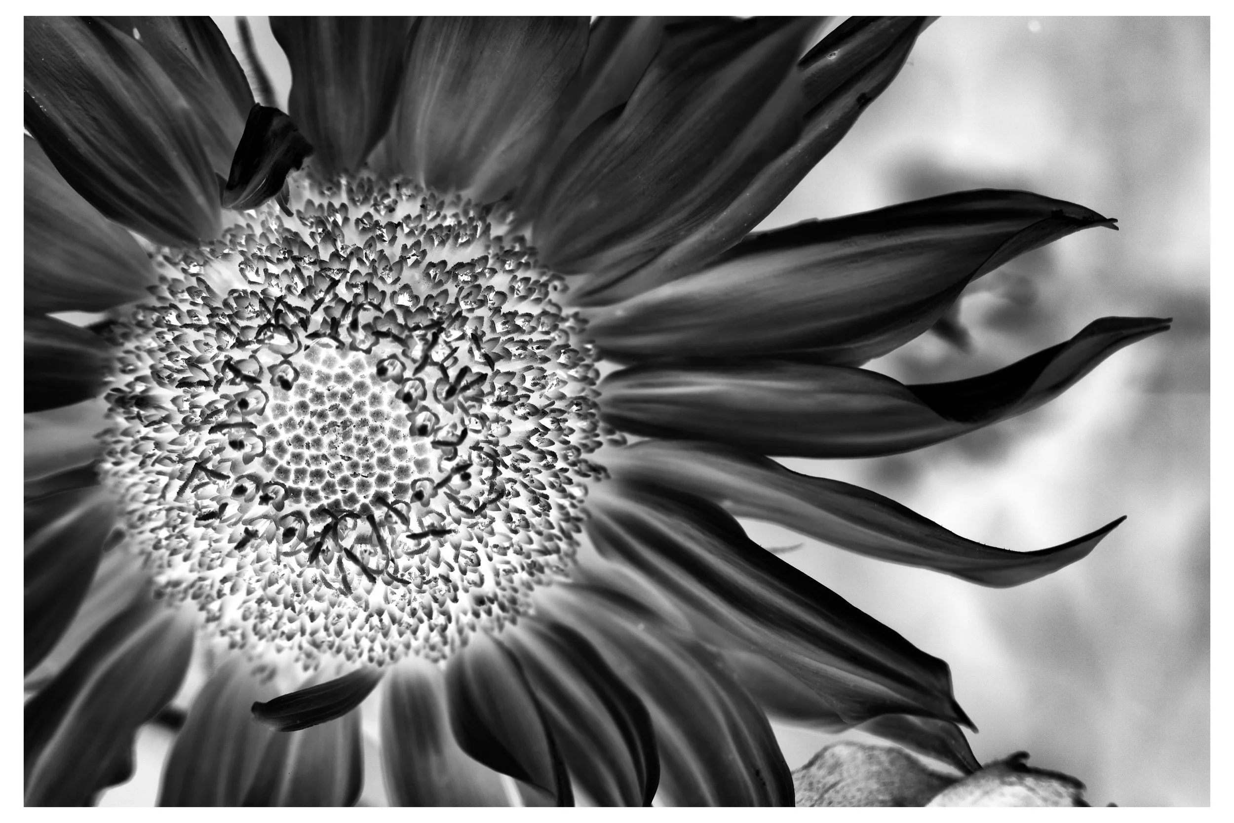 Infrare_Sunflower.jpg