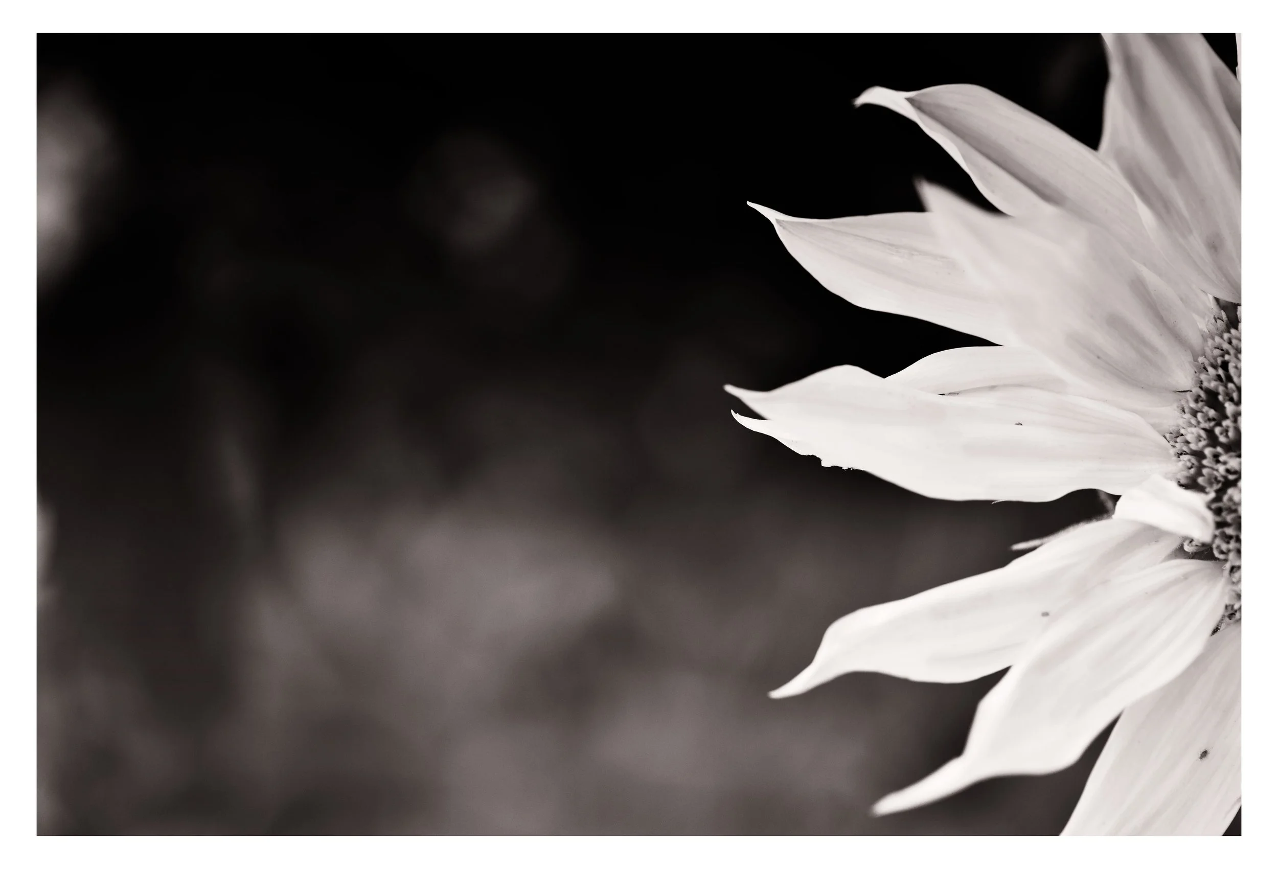Sunflower_Blackandwhite.jpg
