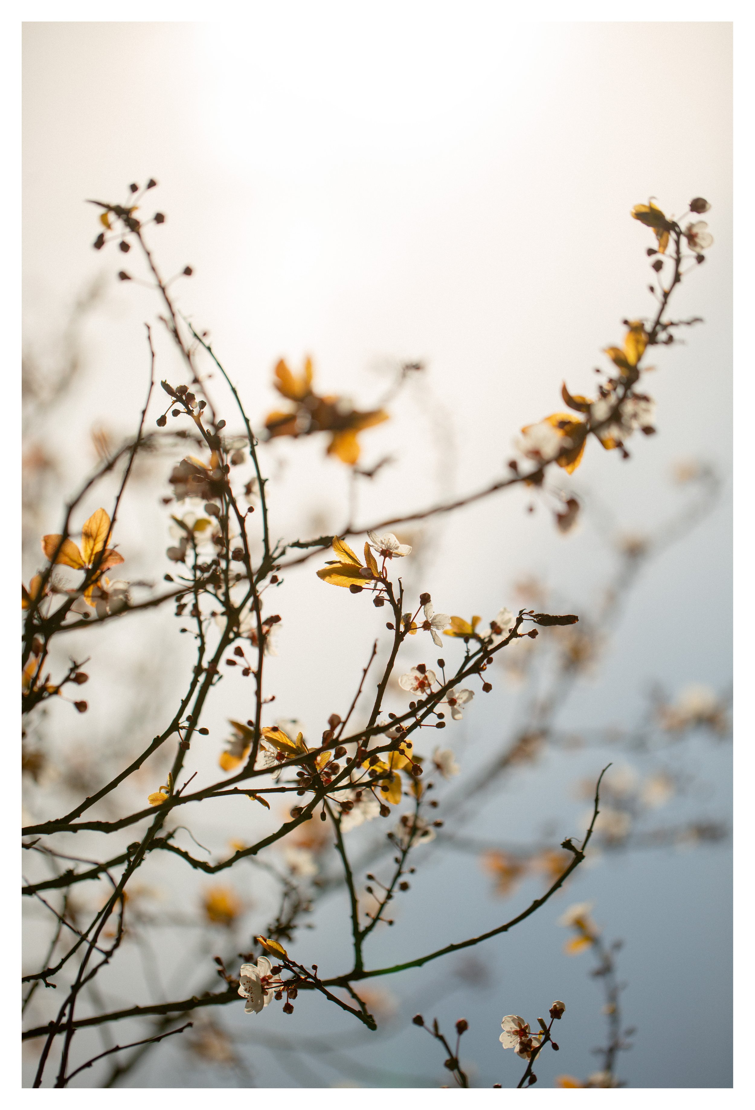 CherryBlossom.jpg