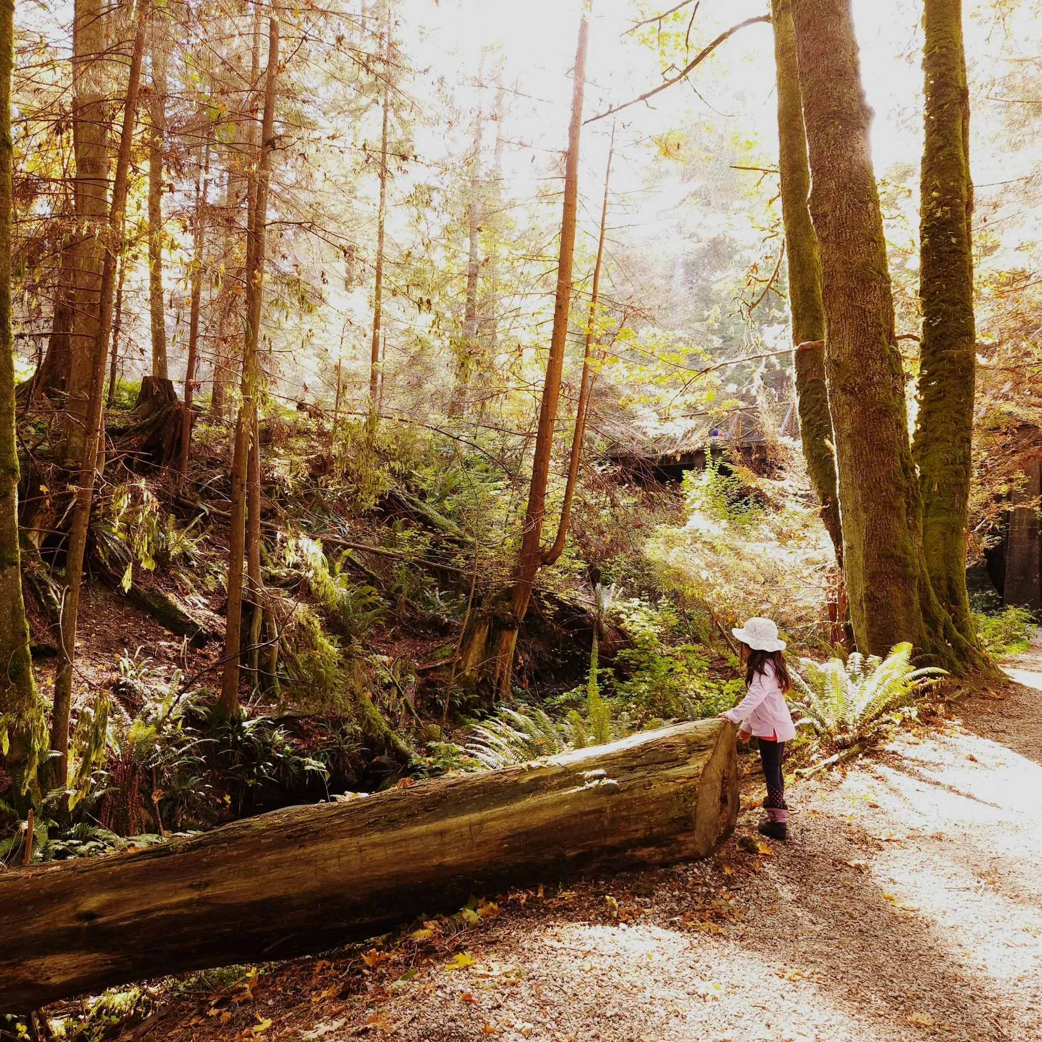 A girl with a white hat and pink jacket standing beside a fallen tree trunk on a forest trail surrounded by tall trees and lush greenery.
