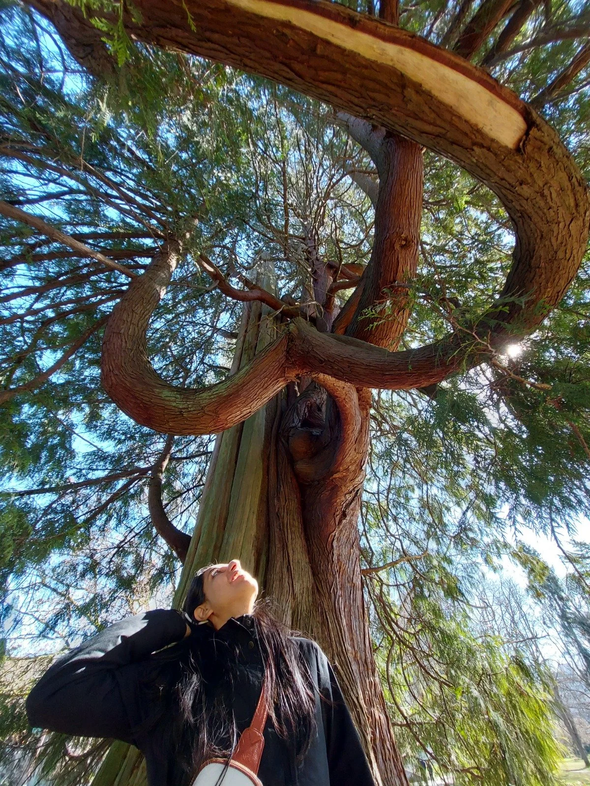 A woman looking up at a tall tree with twisting branches, sunlight filtering through the leaves, and a clear blue sky in the background.