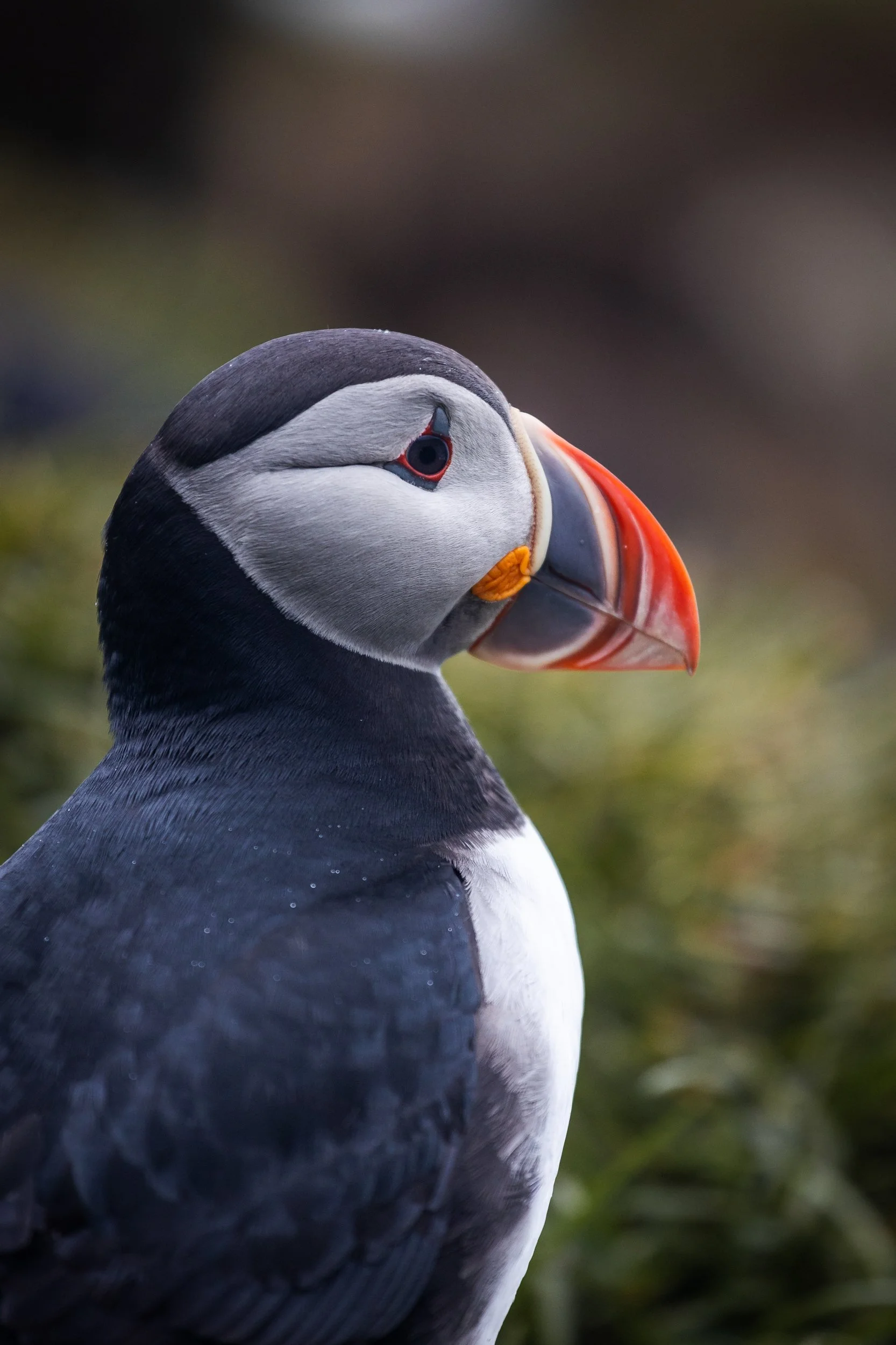 icelandic puffins