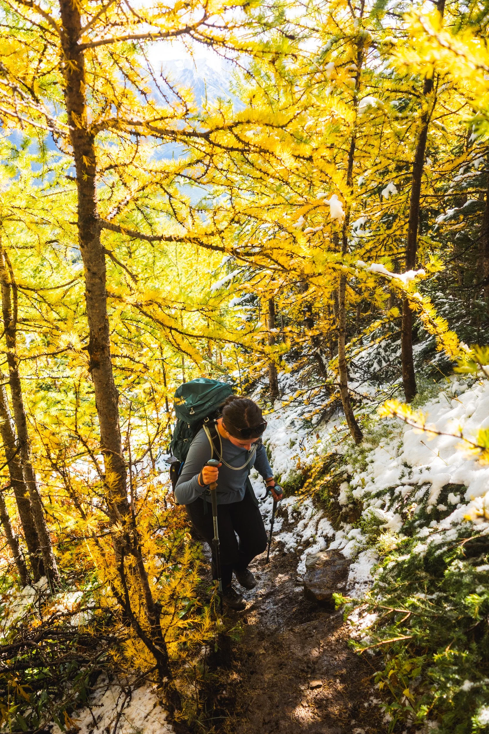 mount allan larch trees