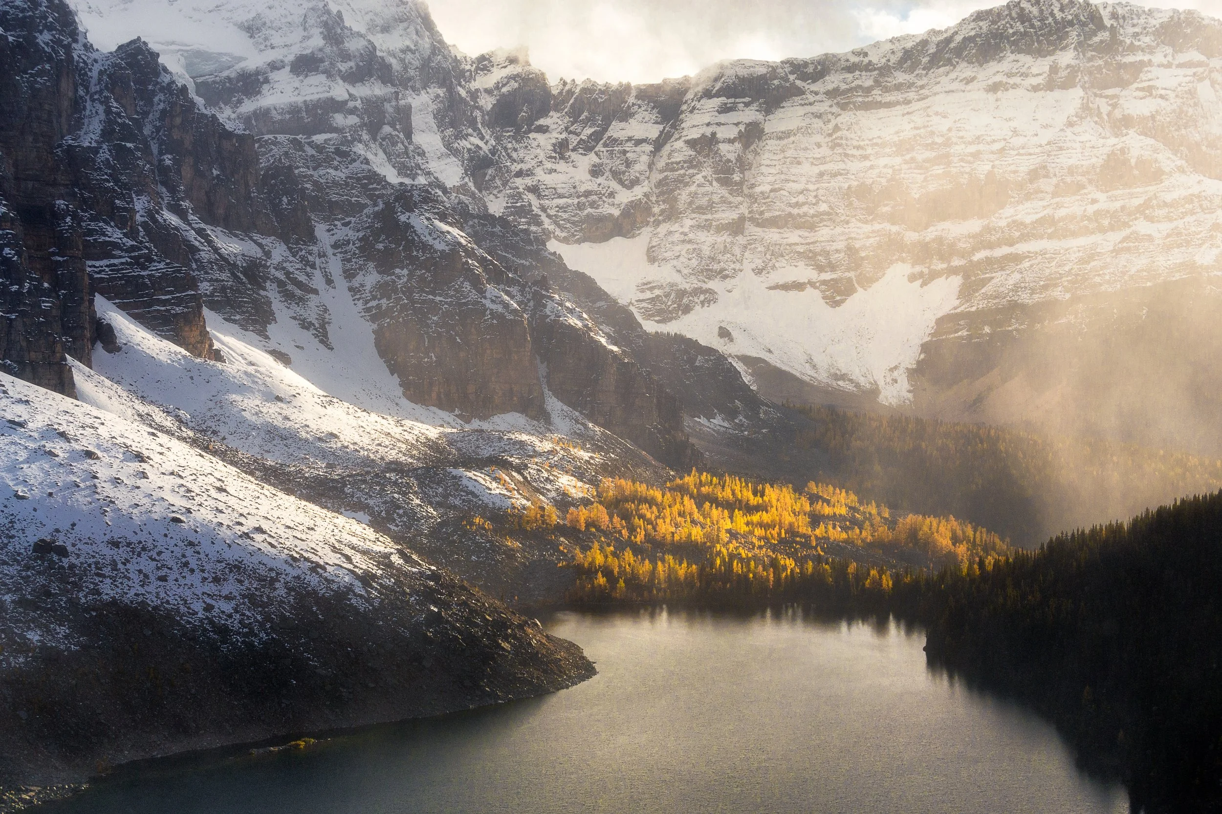 Moody larch trees Assiniboine