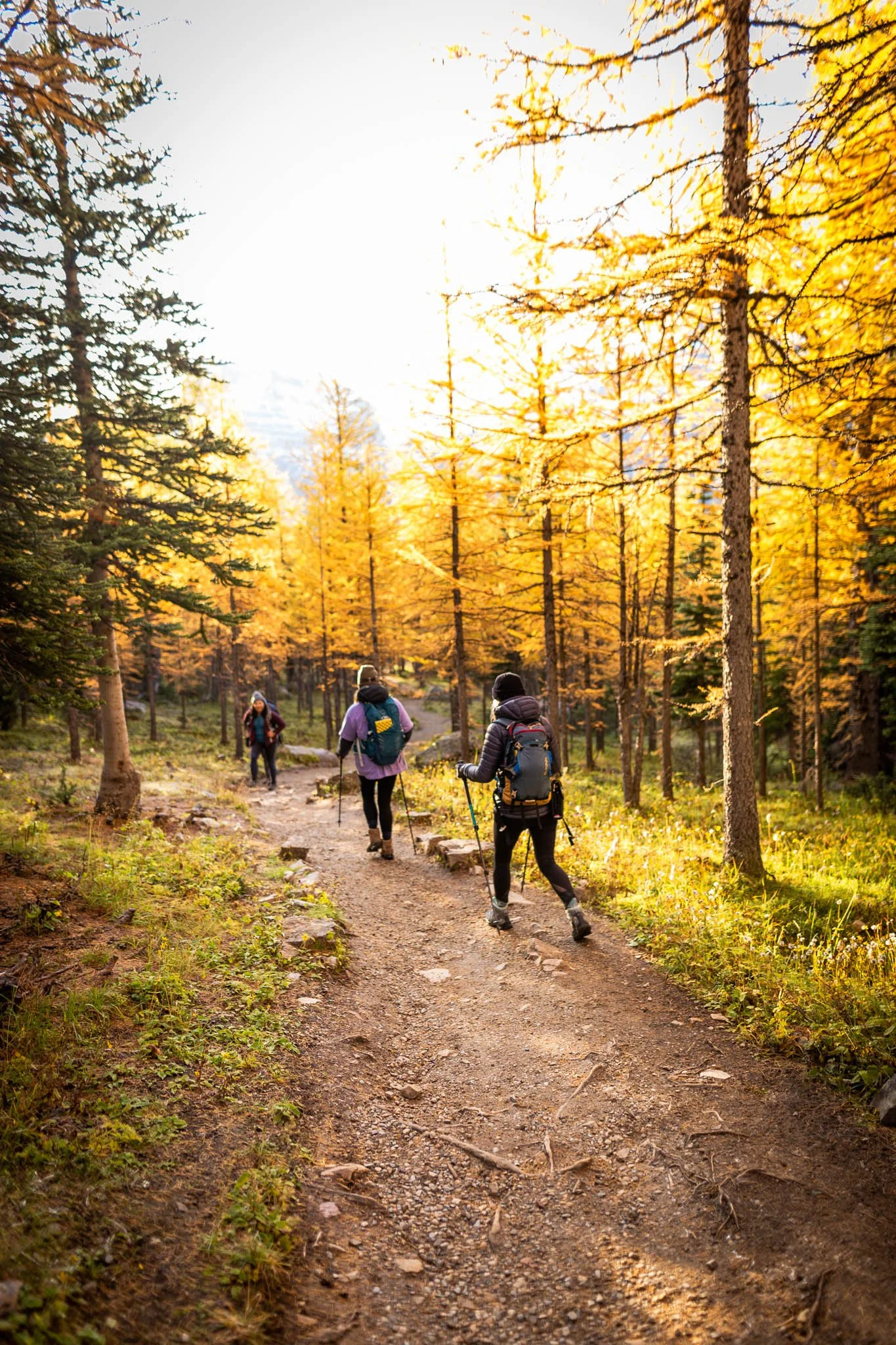 The Larch Valley at Sunrise
