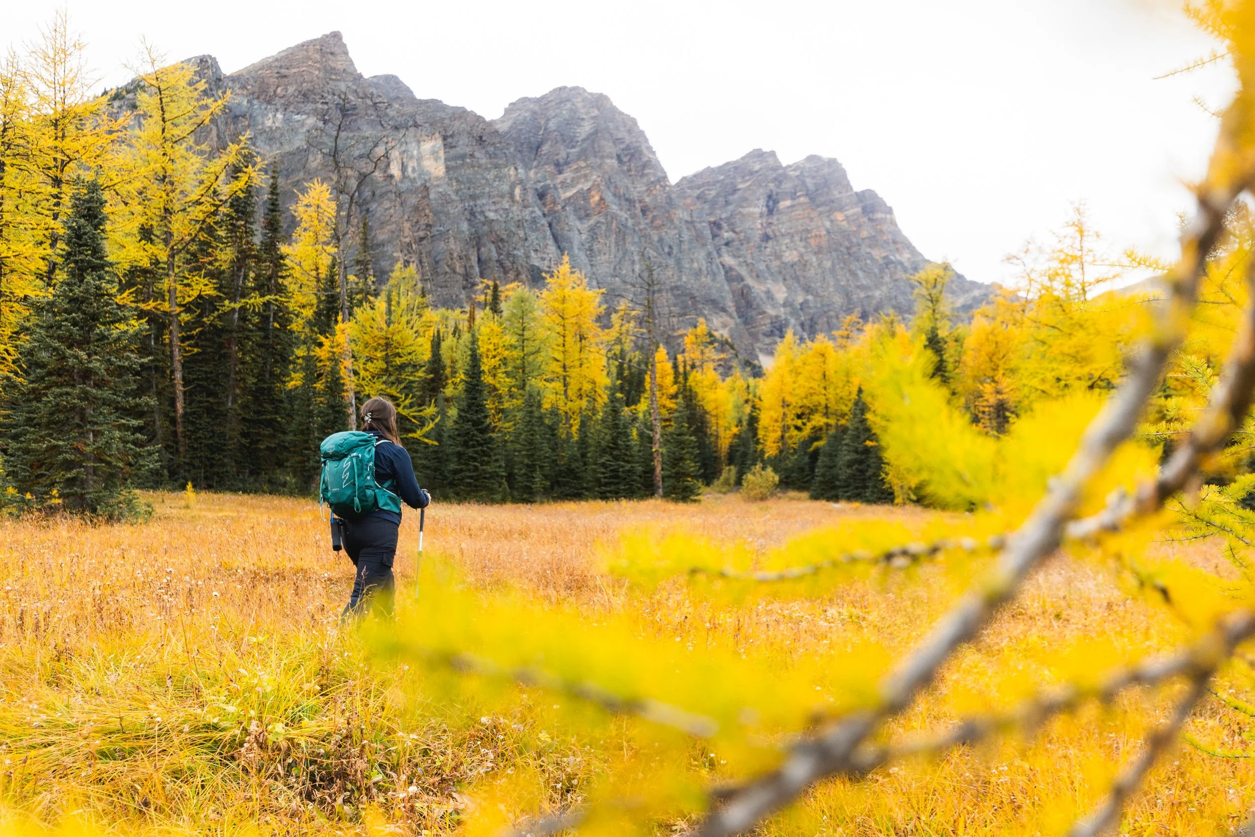 larch meadow taylor lake