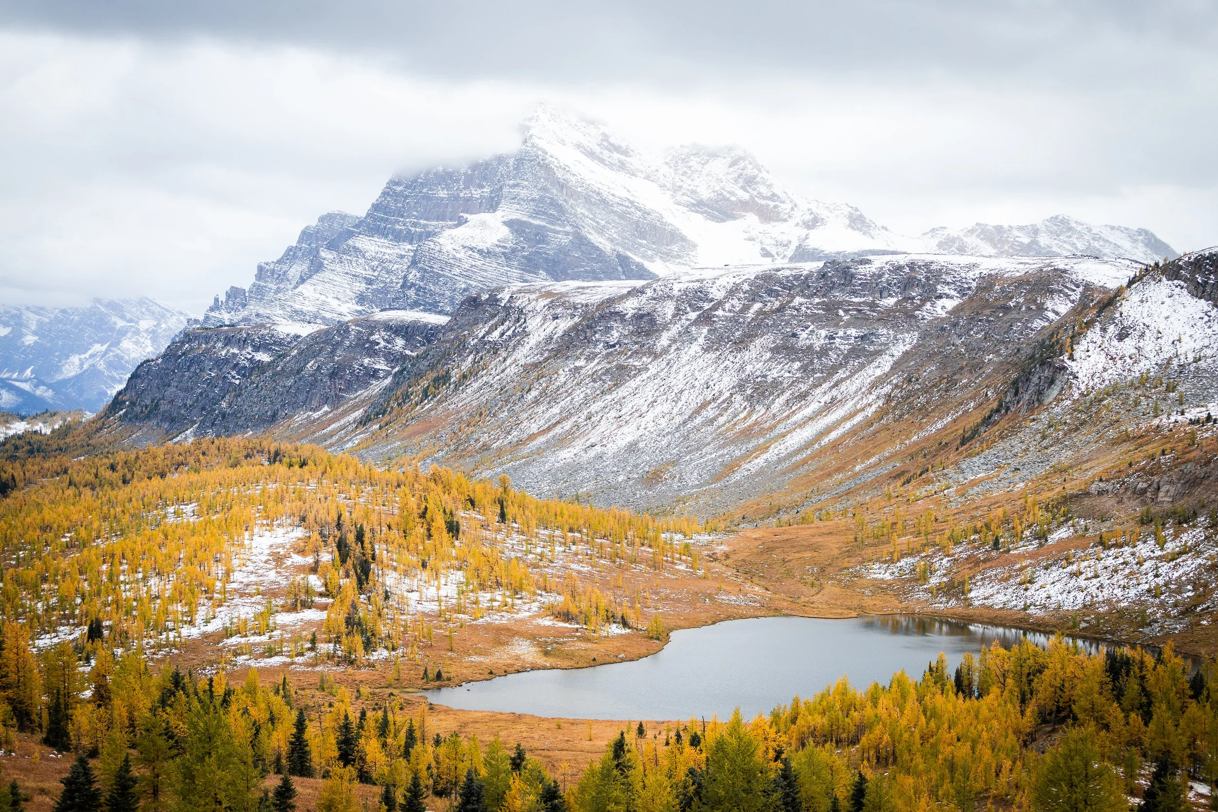 Larch trees in healy pass