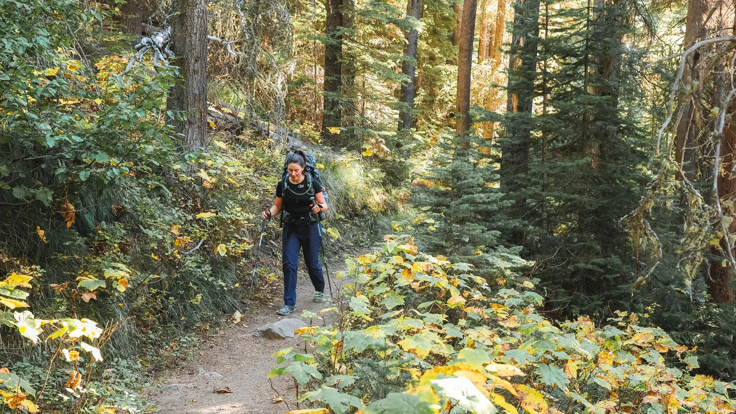 Tamarack Trail Forest