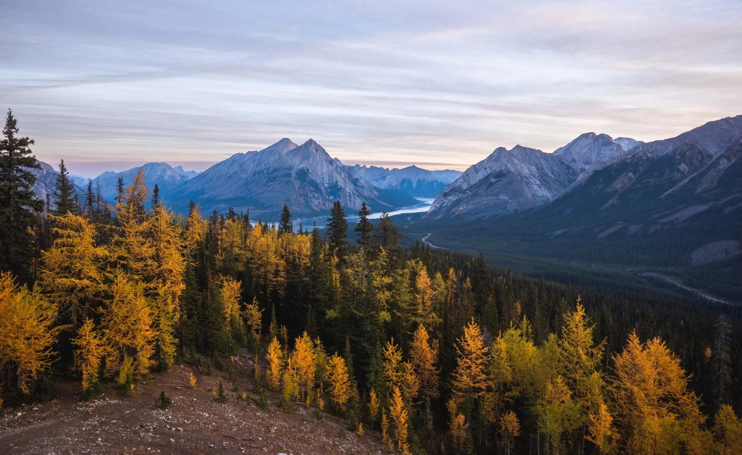 tent ridge larch trees