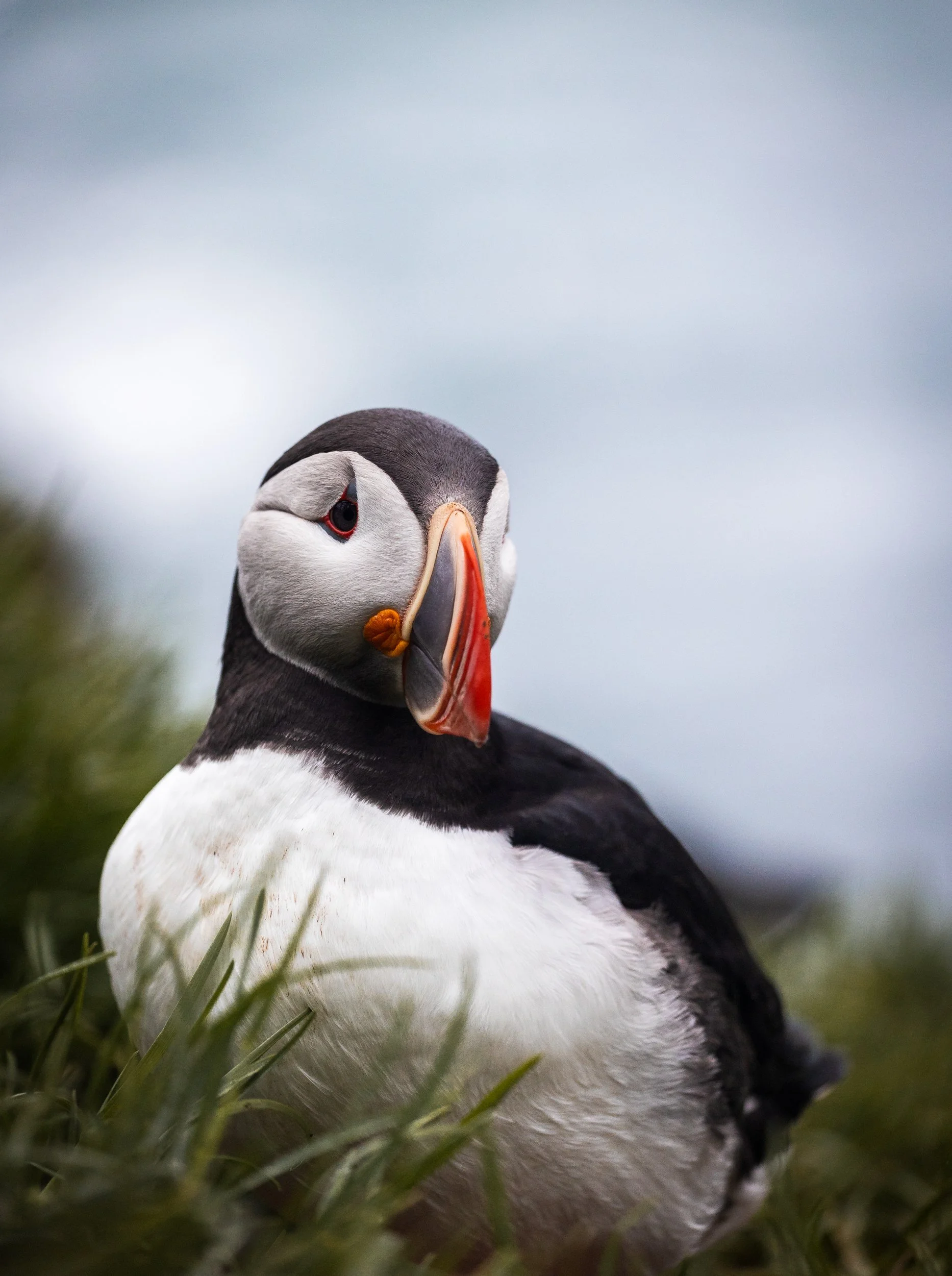 icelandic puffins