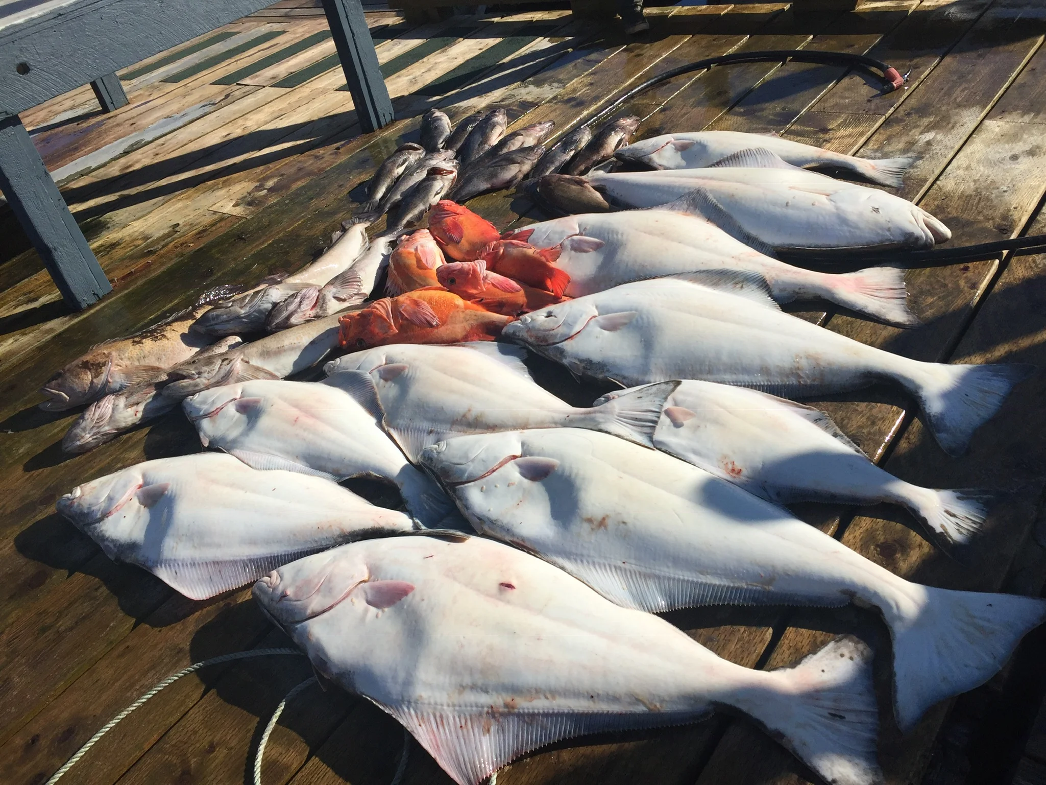 Charter fishing Ketchikan Alaska
