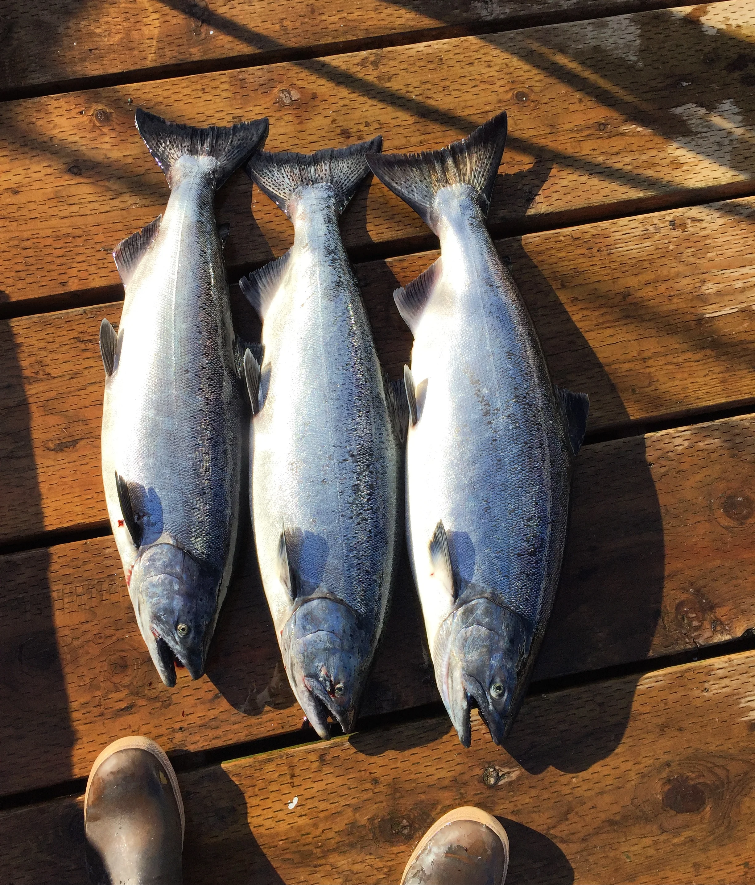 Charter Fishing for King Salmon Ketchikan Alaska