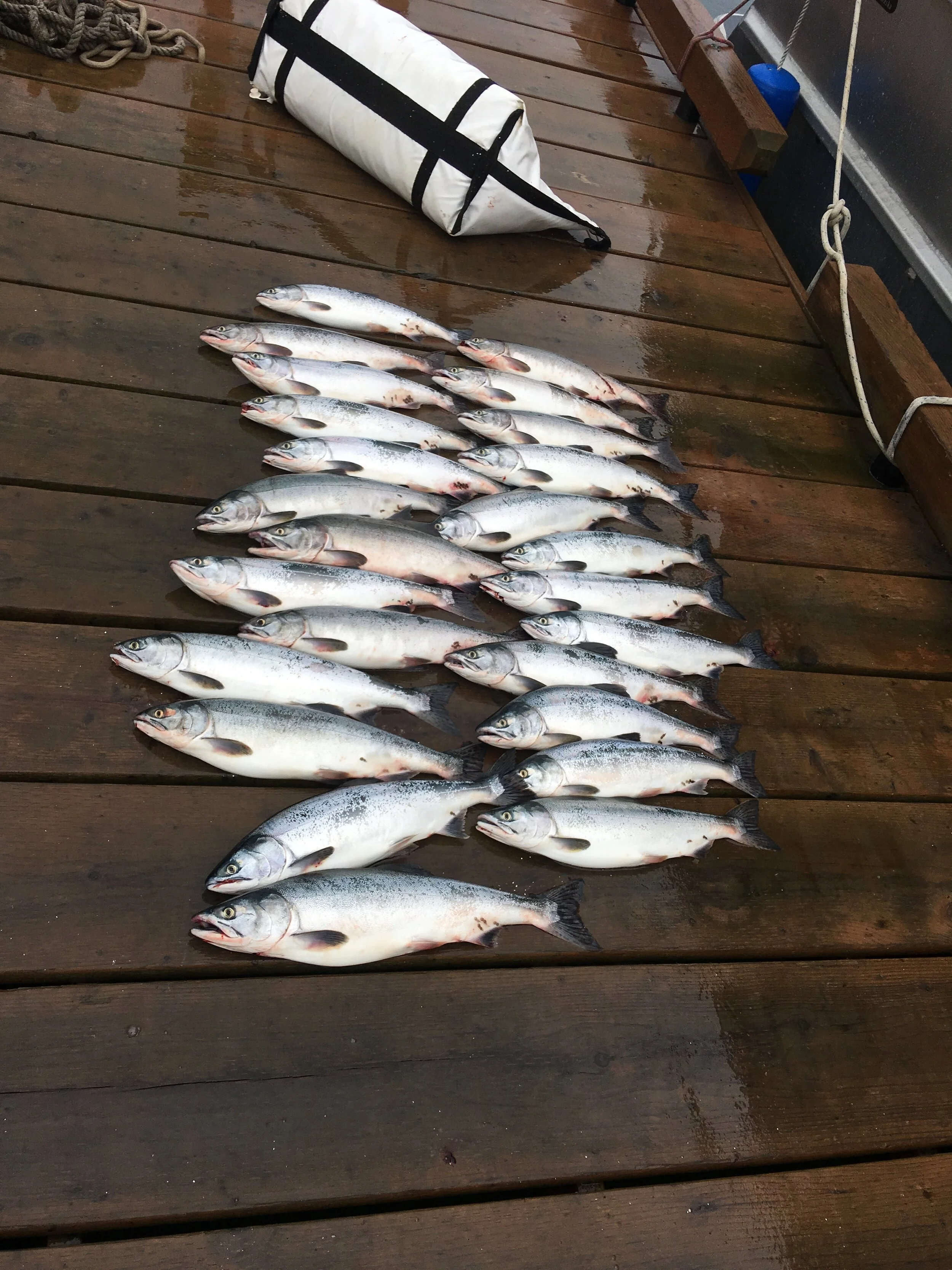 Pink salmon Charter fishing