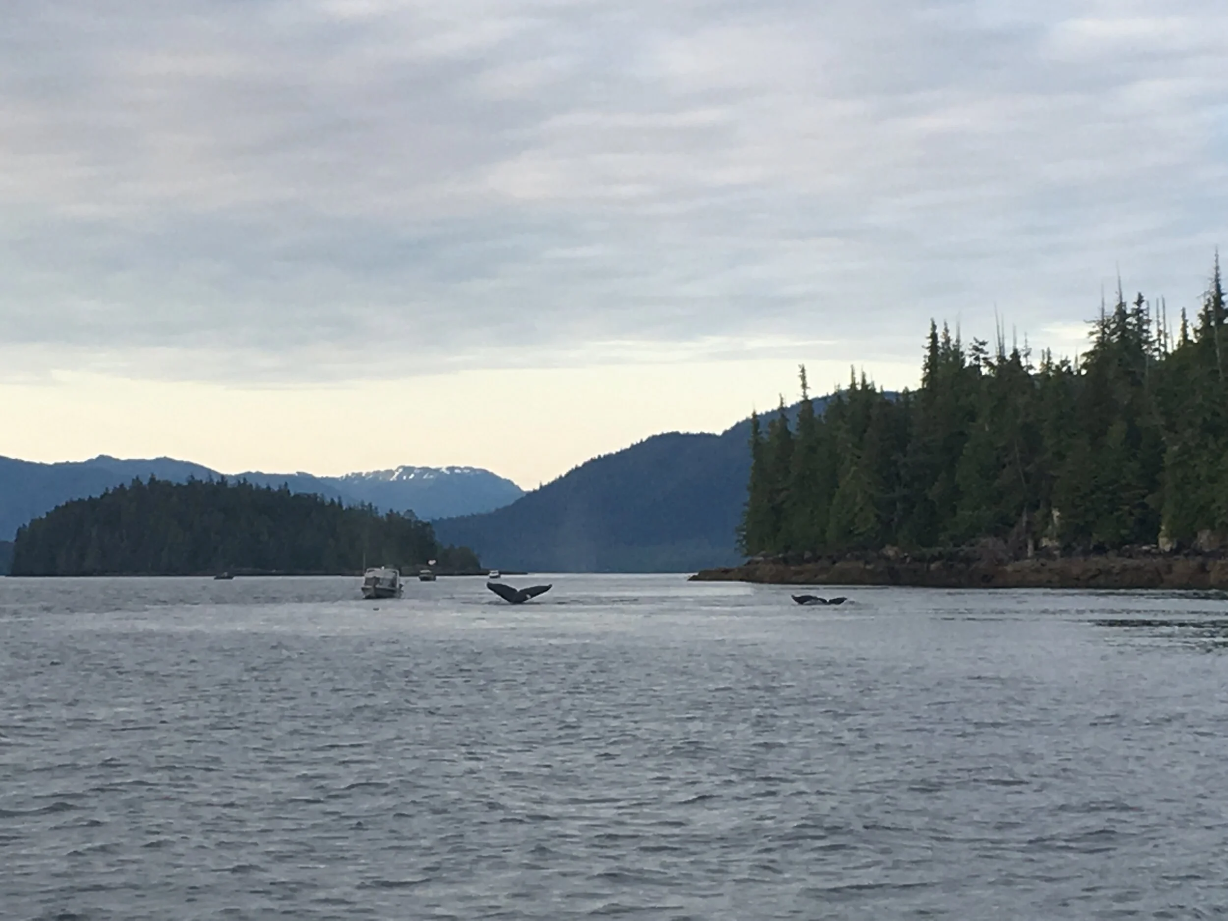 Humpbacks in Clover pass Ketchikan salmon charter 