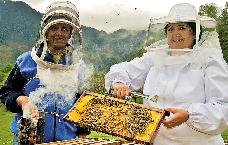 The journey all started as a beekeeper project in the 1980s, funded by the church during the Pinochet regime, but became an official APICOOP co-operative in 1997 and has since been a long-standing supplier of Traidcraft honey. To read more see here.…