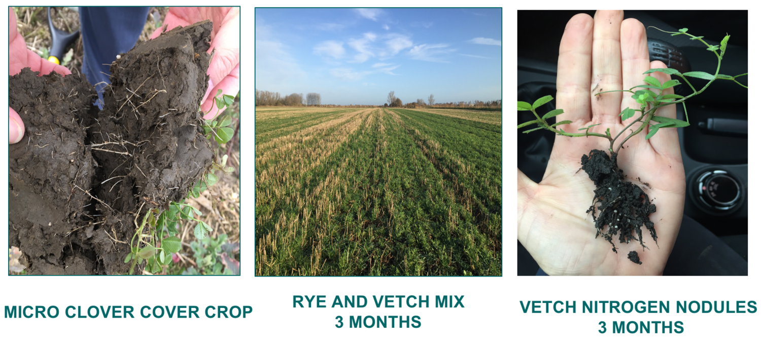 Recent cover crops trials Charlie undertook using a micro clover that has shown to break through compacted soil, a late sown cover that established in the trash of an arable field that will protect it over winter, and a late sown legume (vetch) that…