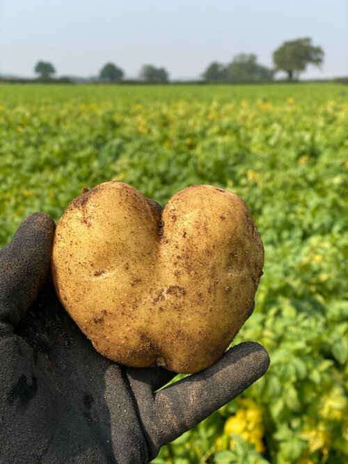Potatoes_OTB.JPG