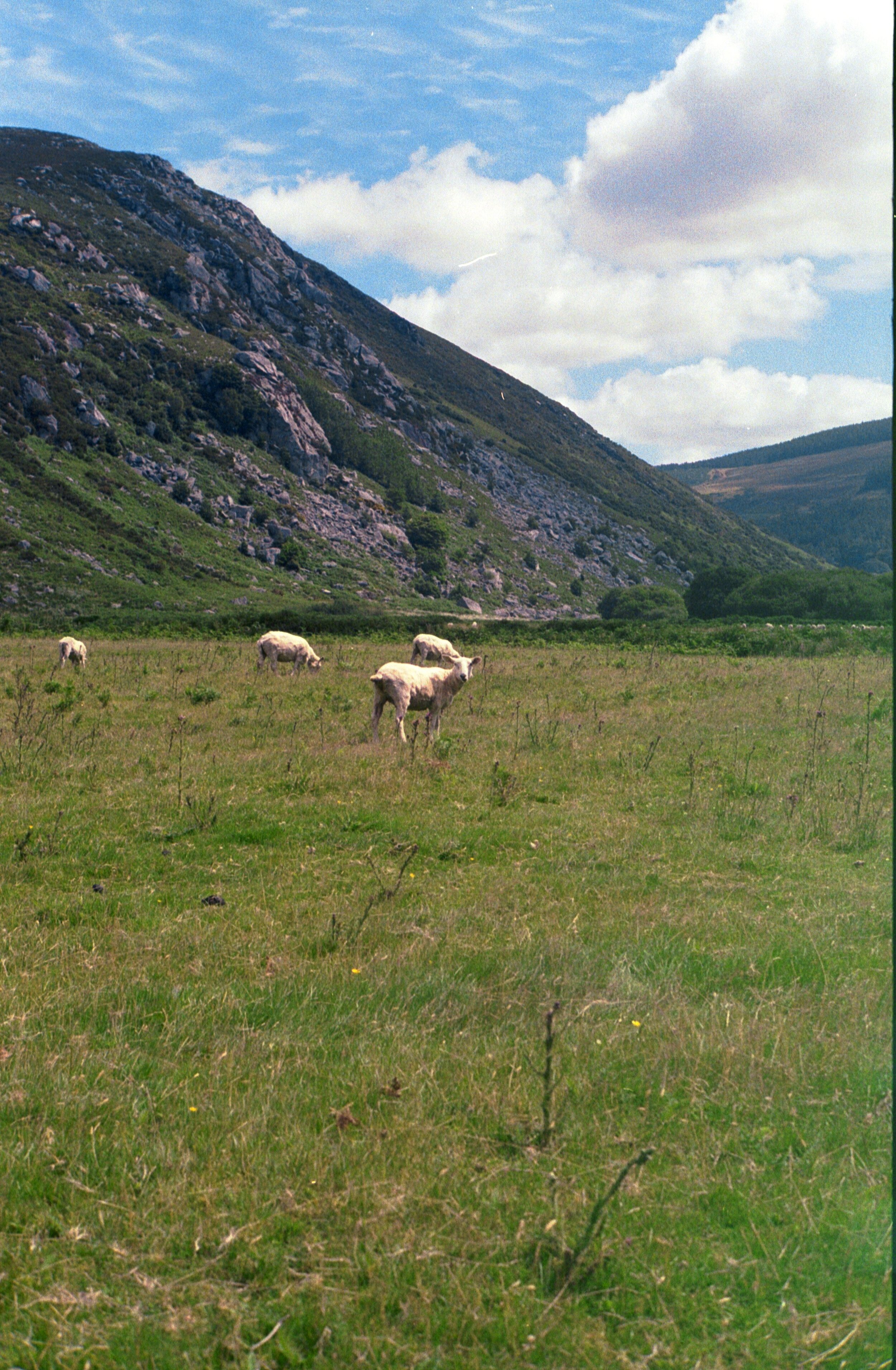 Sheep in the bank blue sky .jpg