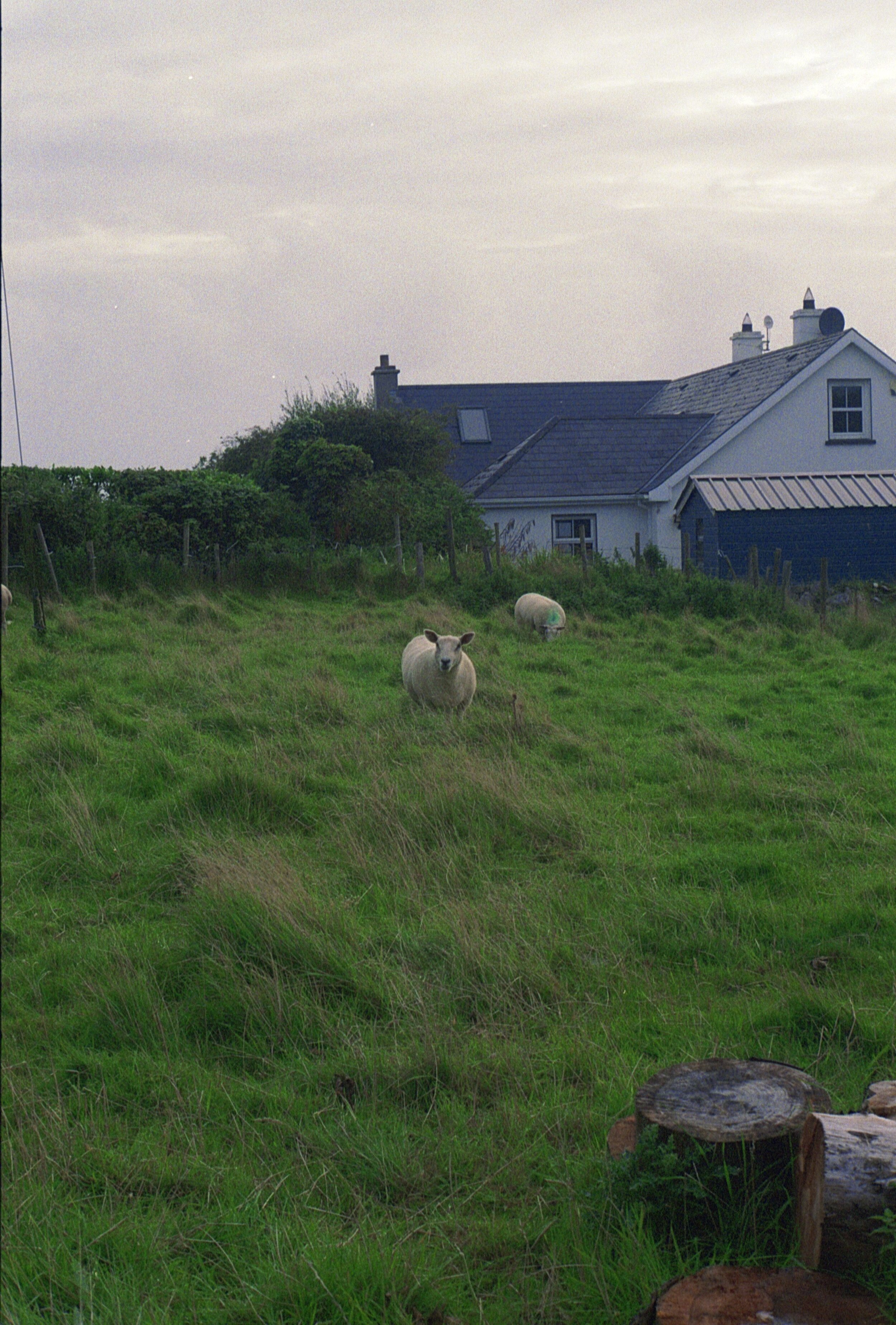 Sligo Sheep.jpg