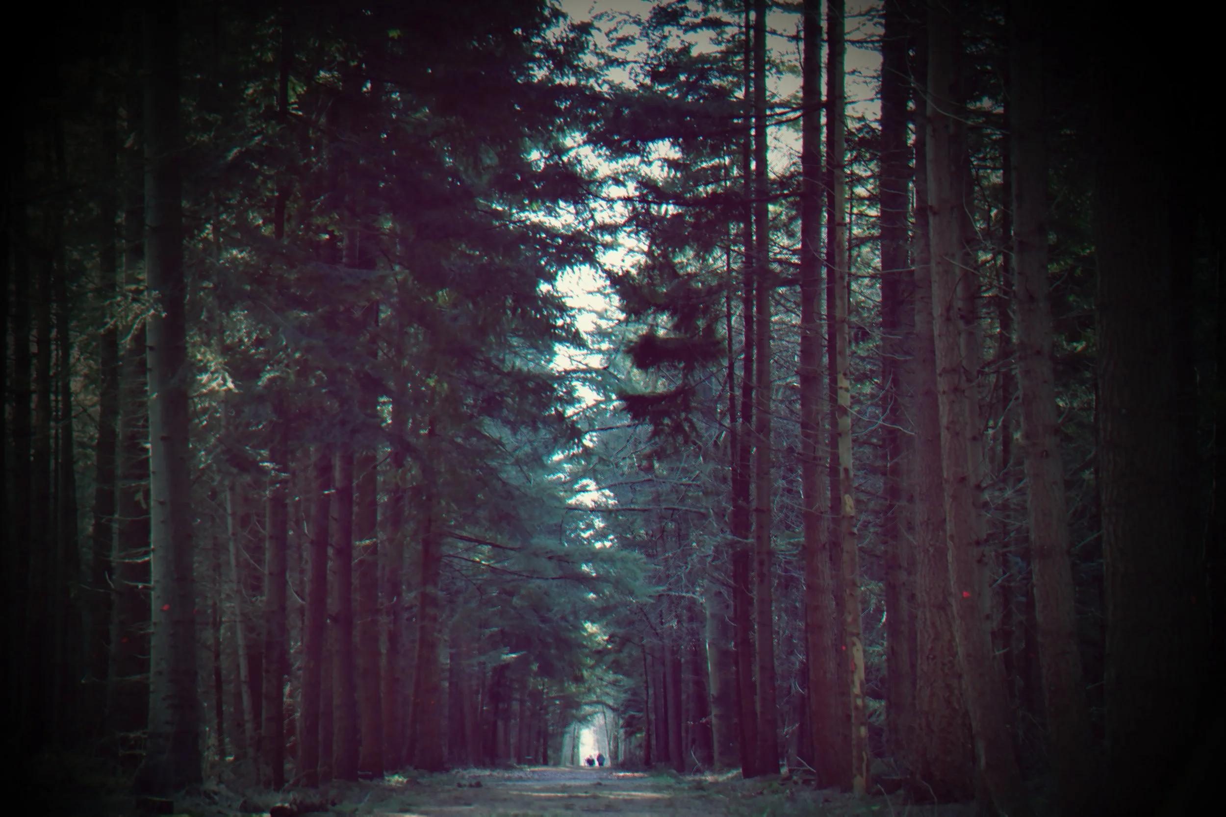 Feel the woods from within