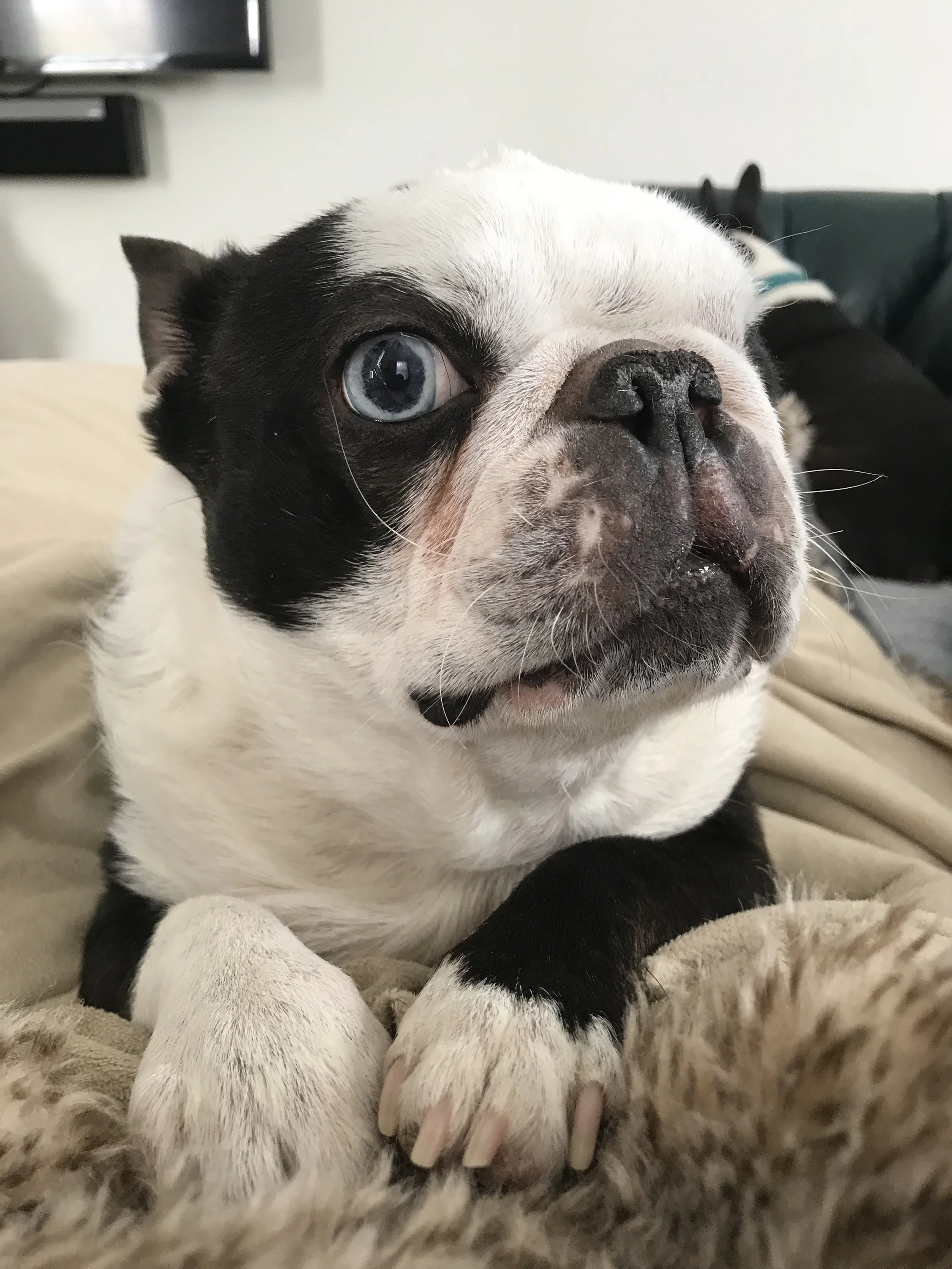 Pixie is winking at you.