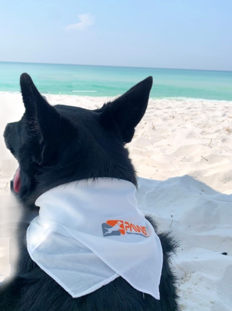 Bella Bandanna.png