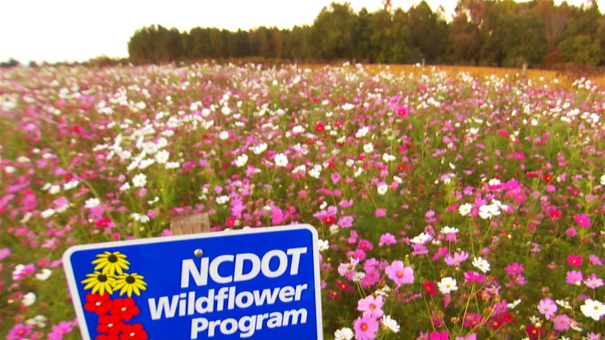 Wildflowers and Wild Flowers