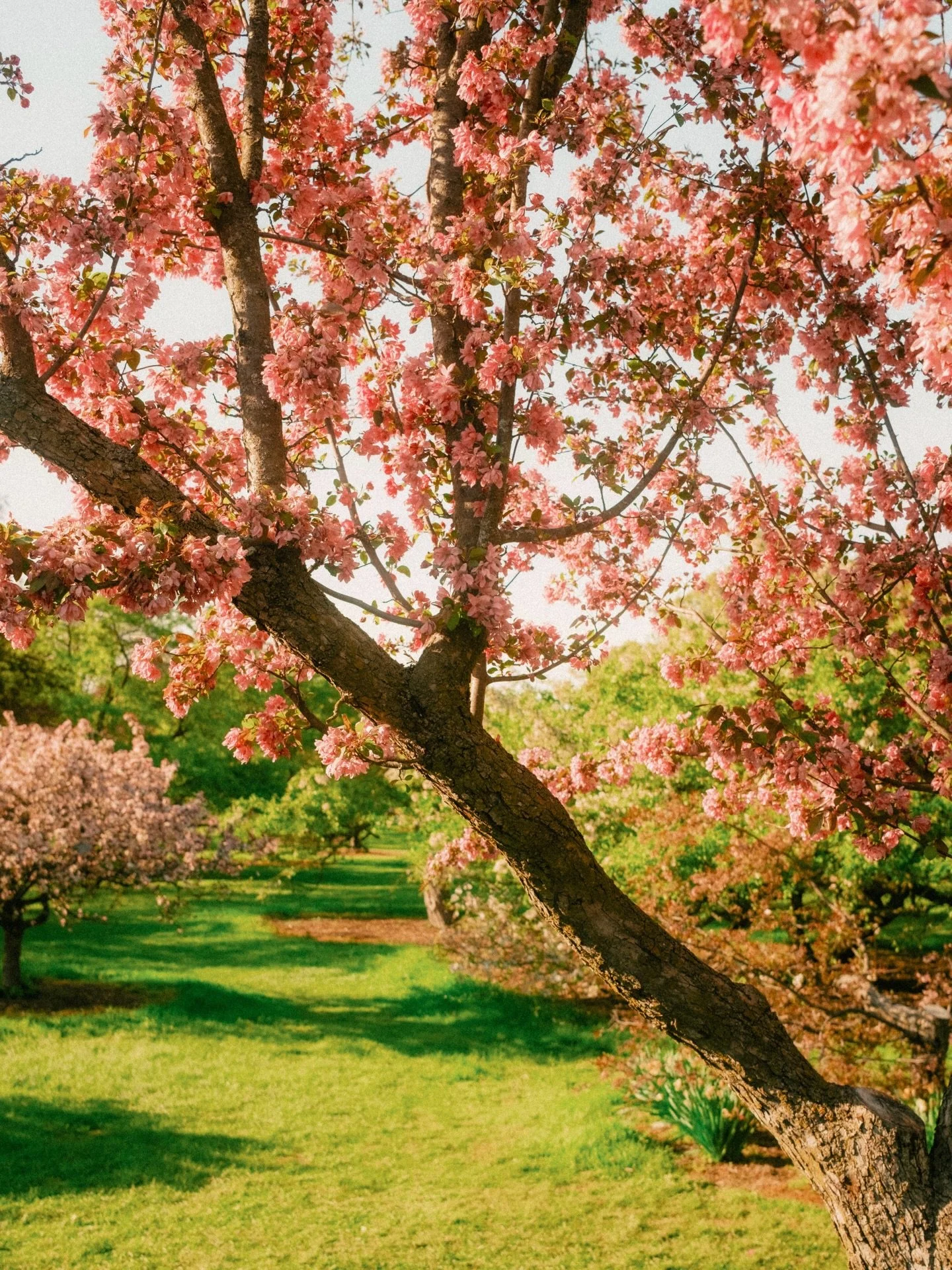 madison in full bloom
&bull;
&bull;
@fujifilmx_us 
@moment
