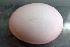 Egg1.jpg