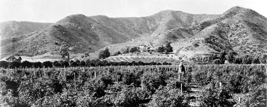 The photo above shows a portion of the Harper ranch at the mouth of Laurel Canyon. Locals would drive their horse-drawn wagons into the cooler canyon on summer Sundays for a picnic. It was rumored that bandits and thieves hid out in the many caves that can still be seen at the intersection of Lookout Mountain and Laurel Canyon Boulevard. Sheep ranchers also used the hillsides and shaded valleys for grazing.