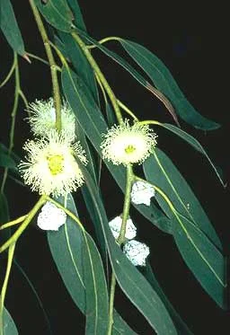 Blue Gum Eucalyptus